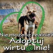 Wirtualna adopcja psa